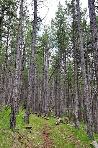 Το υπέροχο δάσος μετά την σάρα προς Παντελέξαρχο.