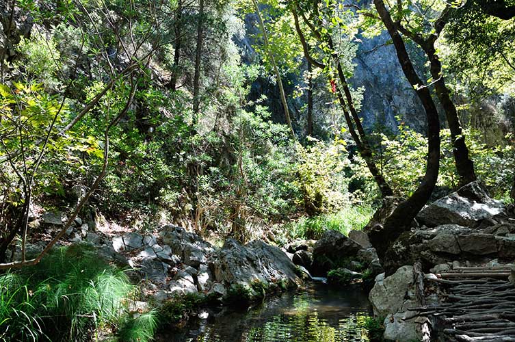 Στο δάσος του Ποταμιού
